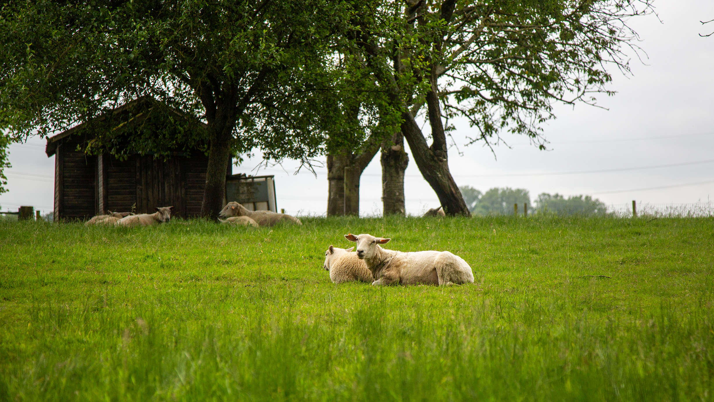 Schapen in Dilbeek langs trage wegen