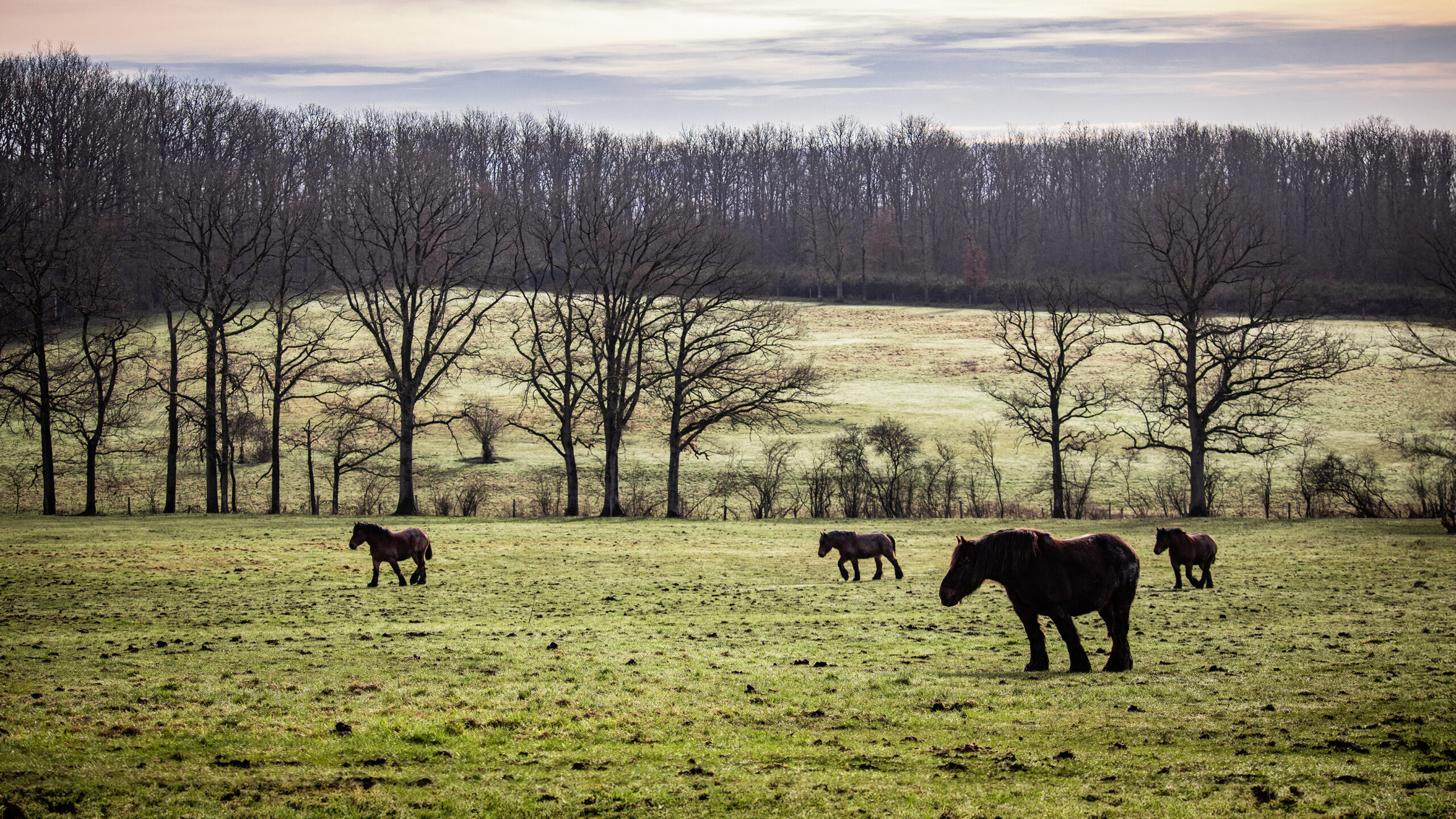 Paarden in de wei tijdens herfst in de Ardennen