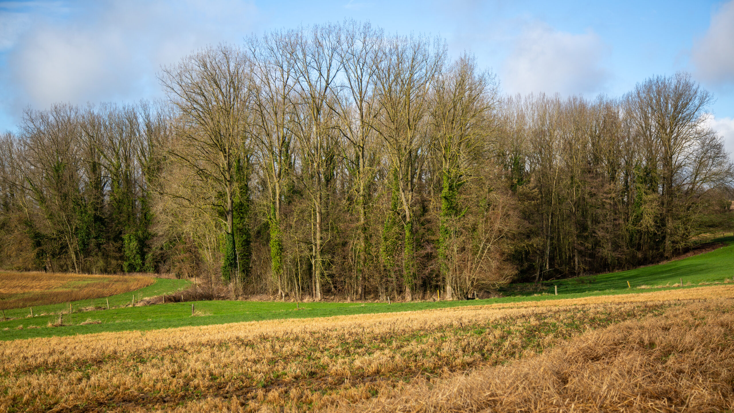 Landschap Vlaamse Ardennen - Winter