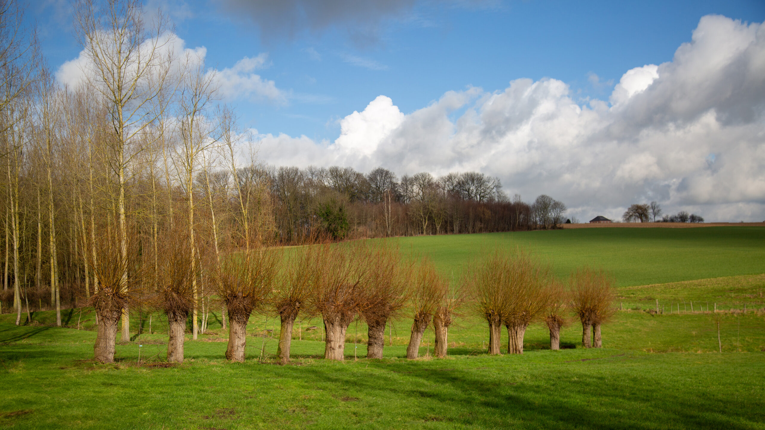 Vlaamse Ardennen landschap knotwilg