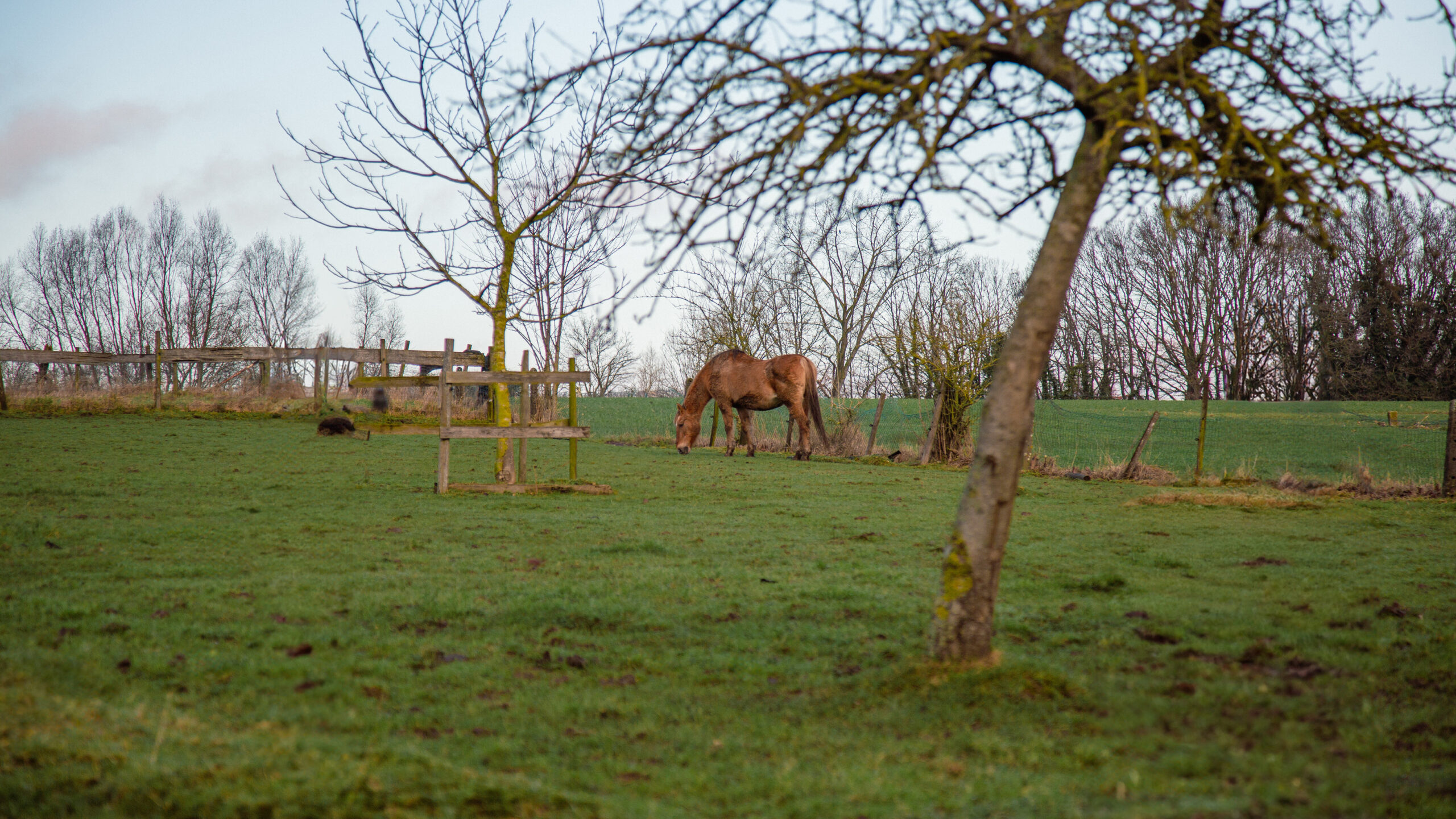 Paard in de wei - Vlaamse Ardennen