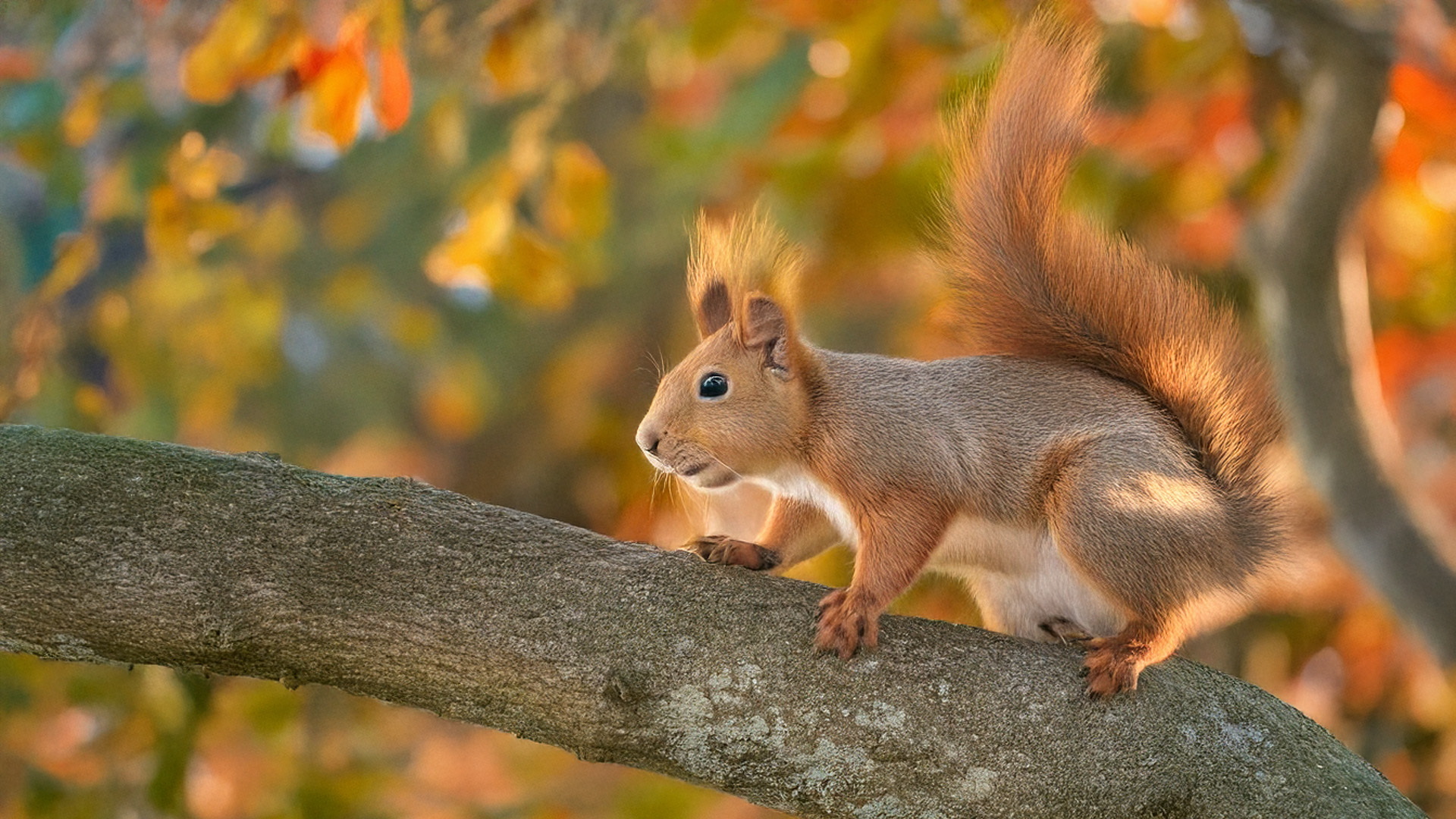 Eekhoorn in de herfst