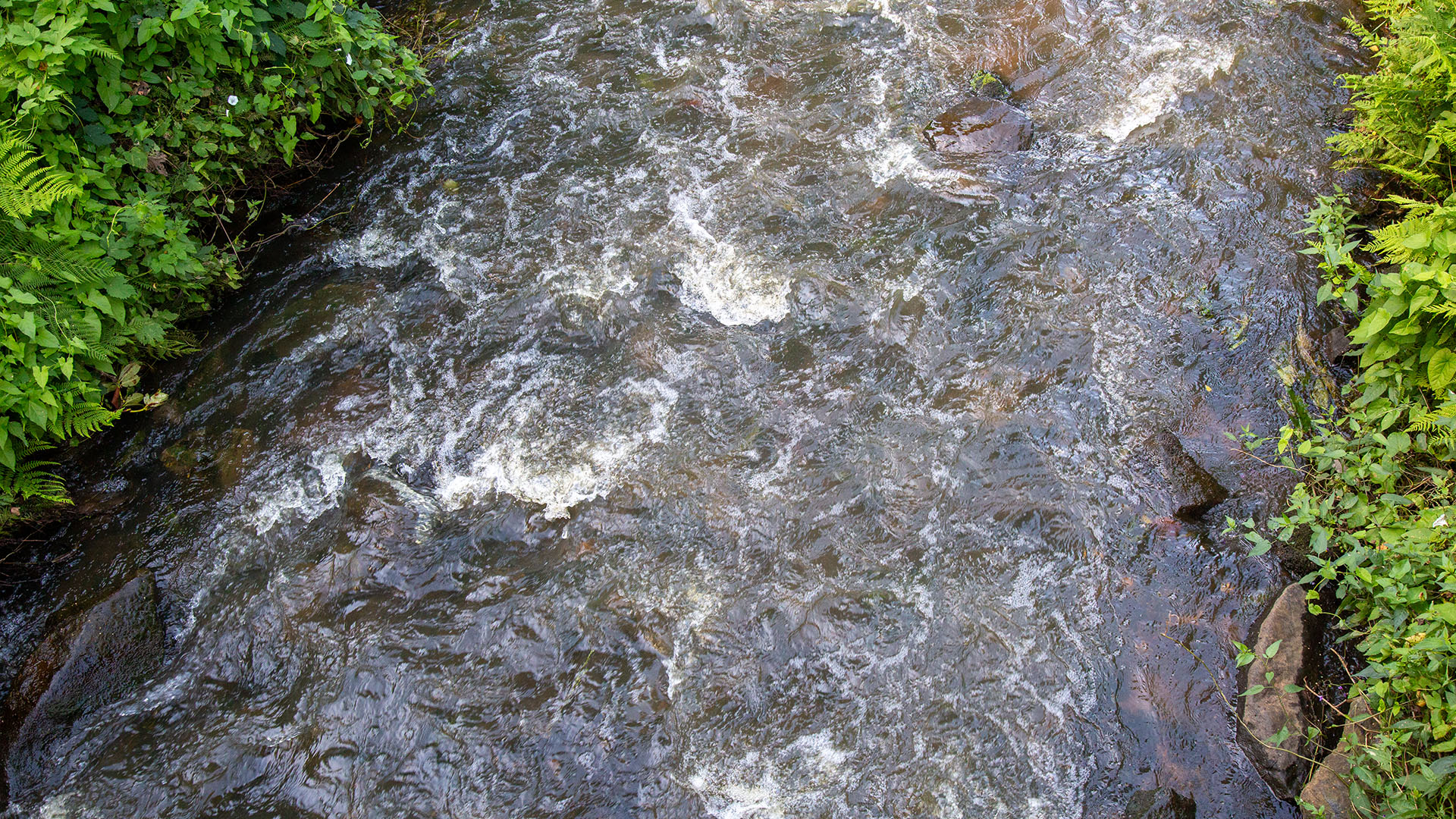 De Dommel in Pelt