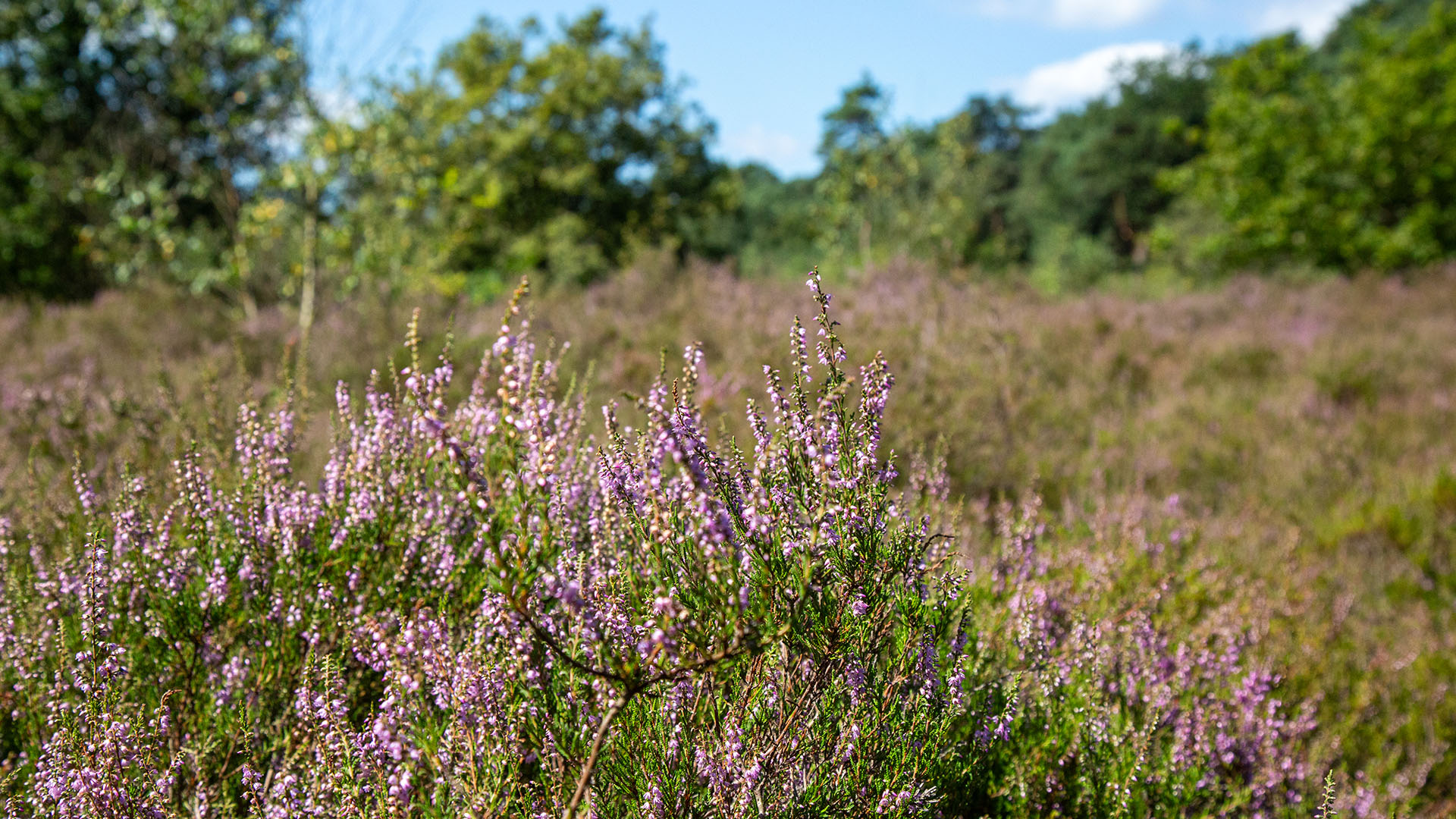 Kattenbosheide in Lommel