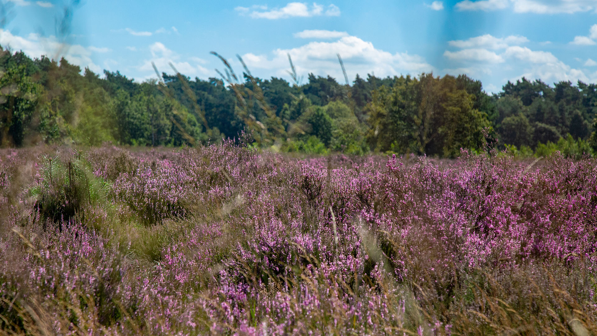 Paarse Heide in Lommel