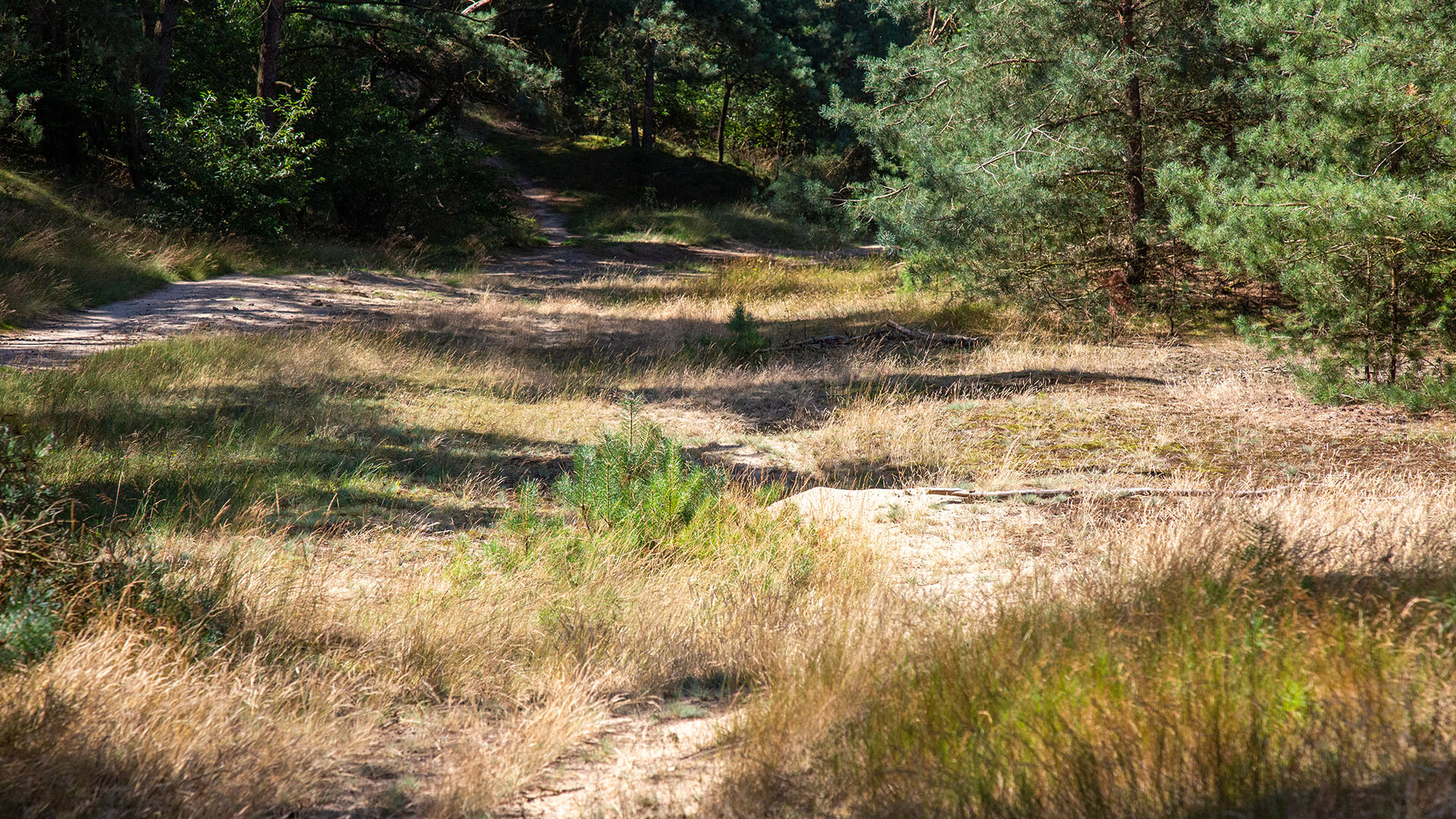 Zandduinen in Kattenbos