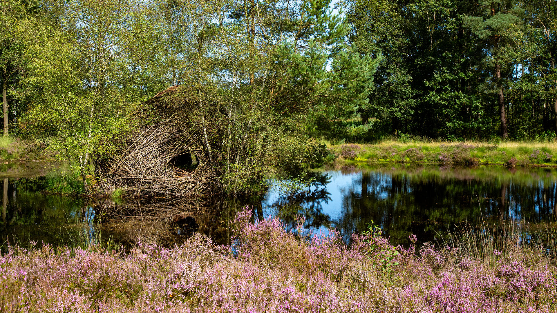 Nest van Wil Beckers - Heesakkerpark